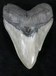 Razor Sharp Megalodon Tooth - Georgia #21868-1